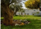 строительство в San Vicente del Raspeig/Sant Vicent del Raspeig, продажа